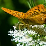 Schmetterling C-Falter