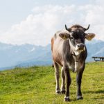 Kalb auf der Hirzer Alm