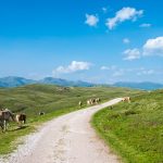 Wanderung Rittner Horn Pferde