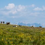 Wanderung Rittner Horn Sarner Scharte