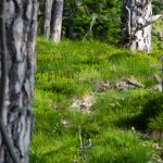 Wanderung Gummerer Hof – Überetscher Hütte