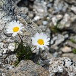 Alpenblumen