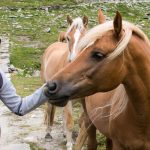 Anni mit Haflinger Pferde