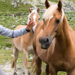 Anni mit Haflinger Pferde