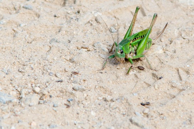 Eine riesige Heuschrecke versperrt uns den Weg