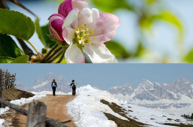 Apfelbaum Blüte und Schneewandern