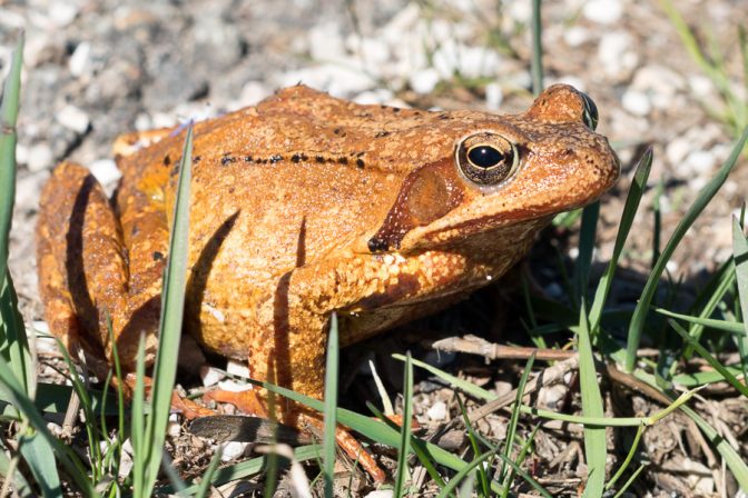 Braunfrosch