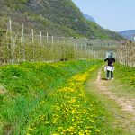 Von Tramin zum Kalterer See