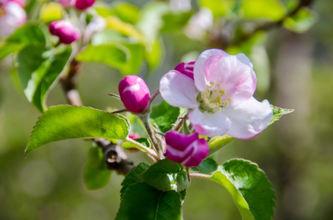 Die Apfelbaumblüte steht kurz bevor