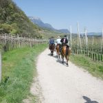 Pferde auf dem Seerundwanderweg