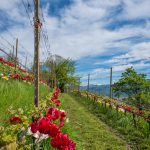 Die Tulpen am Giggerblick über Tramin