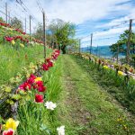 Die Tulpen am Giggerblick über Tramin