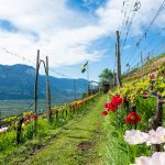 Die Tulpen am Giggerblick über Tramin