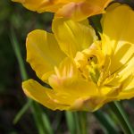 Gelbe Tulpe im Frühling