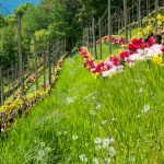 Reberziehung mit Spalier und Tulpen