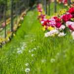 Die Tulpen am Giggerblick über Tramin