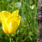 Gelbe Tulpe mit Rebe