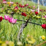 Tulpen in einem Rebberg bei Tramin