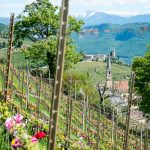 Die Tulpen am Giggerblick über Tramin