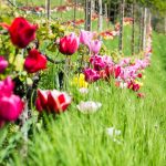 Tulpenpracht in einem Weingarten bei Tramin