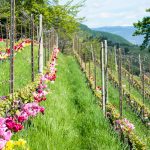 Tulpen in einem Weingarten bei Tramin