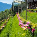 Weinberg mit Tulpen am Giggerblick über Tramin