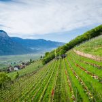 Tulpen in Weinberg in Tramin an der Weinstraße