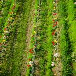 Die Tulpen am Giggerblick über Tramin