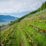 Tulpen in Weinberg in Tramin an der Weinstraße