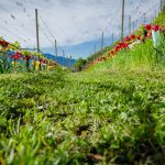 Die Tulpen am Giggerblick über Tramin