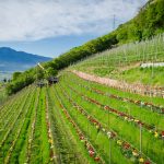 Die Tulpen am Giggerblick über Tramin