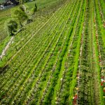 Die Tulpen am Giggerblick über Tramin