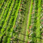 Die Tulpen am Giggerblick über Tramin