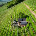 Die Tulpen am Giggerblick über Tramin