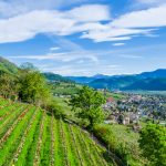 Die Tulpen am Giggerblick über Tramin an der Weinstraße