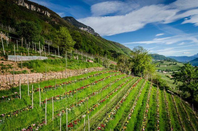 Tulpen im Weinberg des Günter Bologna