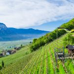 Die Tulpen am Giggerblick über Tramin