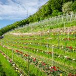 Die Tulpen am Giggerblick über Tramin