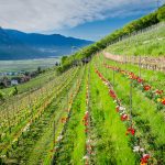 Die Tulpen am Giggerblick über Tramin