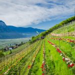 Die Tulpen am Giggerblick über Tramin