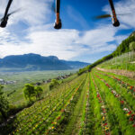 Flug Drohne: Die Tulpen am Giggerblick über Tramin