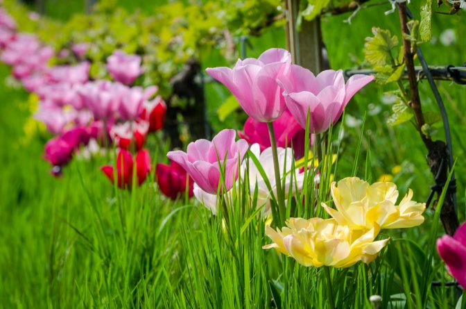 Tulpen im Weinberg des Günter Bologna