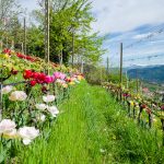 Die Tulpen am Giggerblick über Tramin