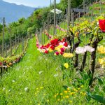 Die Tulpen am Giggerblick über Tramin