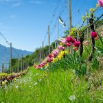 Die Tulpen am Giggerblick über Tramin