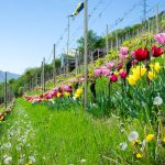 Bunte Tulpen im Weingarten des Günter Bologna