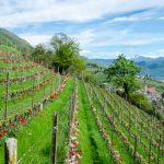 Blick auf das Weindorf Tramin im Frühling