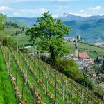 Blick auf das Weindorf Tramin im Frühling