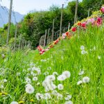 Die Tulpen am Giggerblick über Tramin