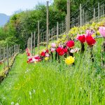 Die Tulpen am Giggerblick über Tramin